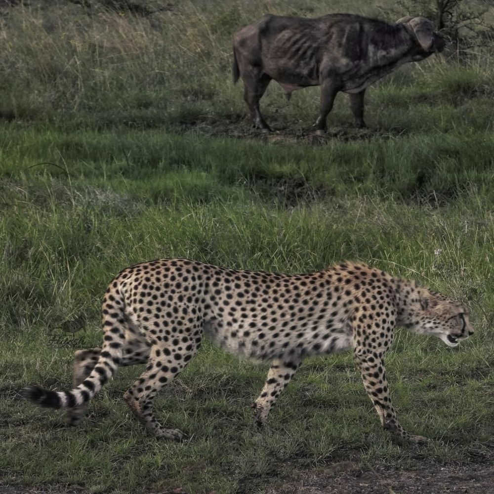 Hitesh wildlife photographer