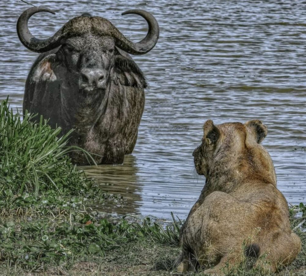 Hitesh wildife photographer