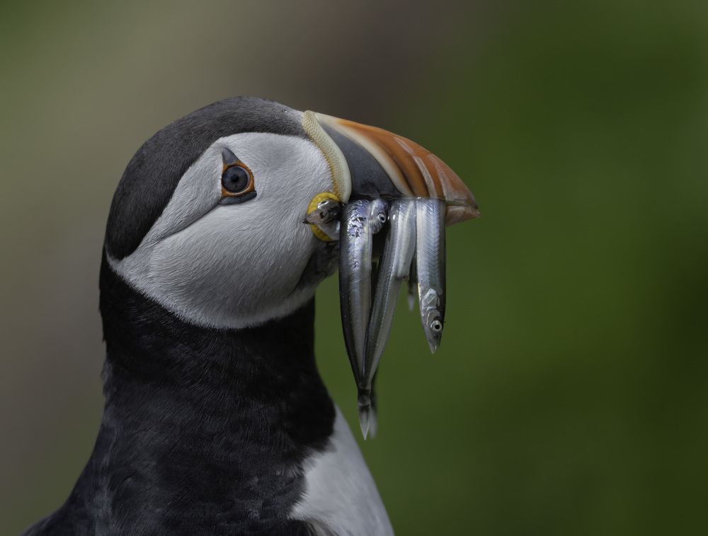 Atlantic Puffin portrait
