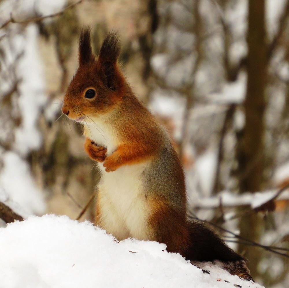 Белочка из парка