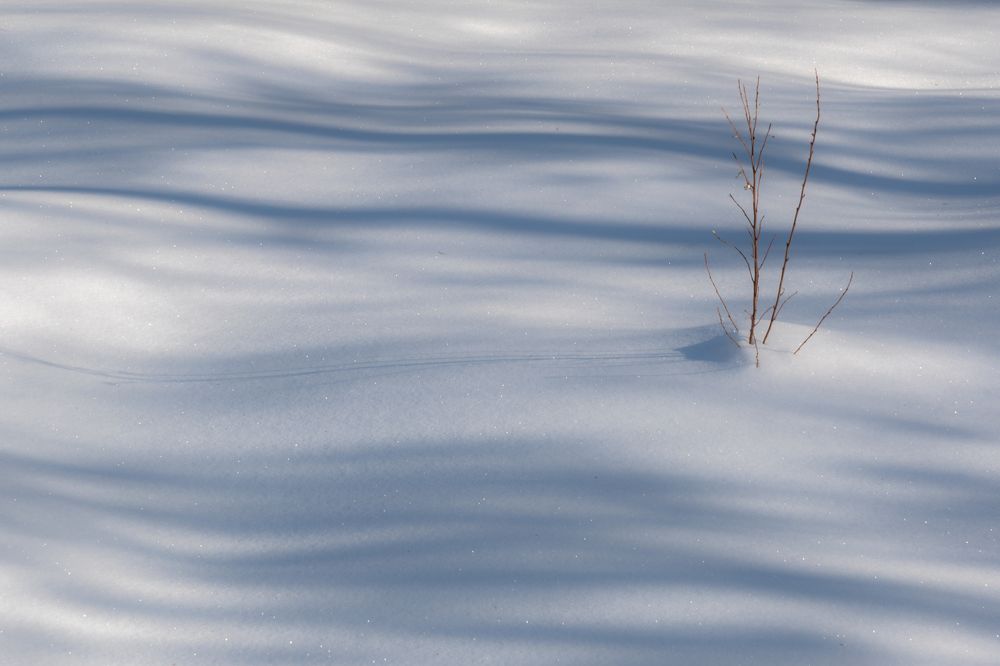 Фотография автора Антон Бразевич