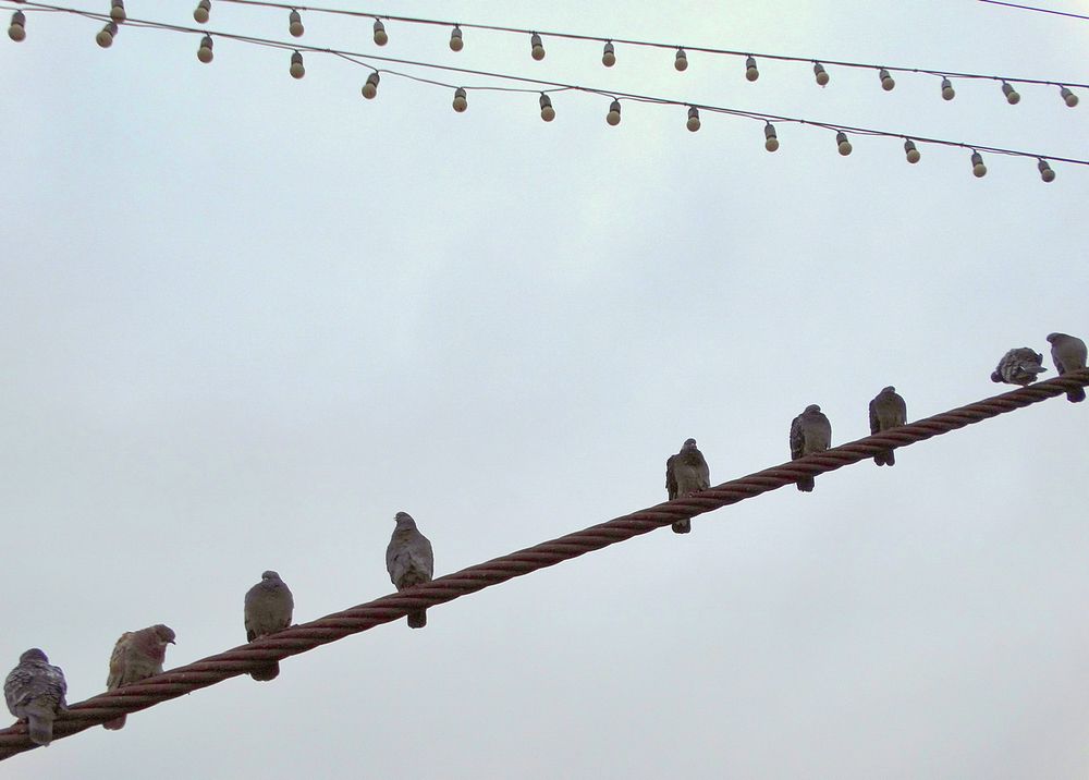 Голуби и лампы на подвесном мосту
