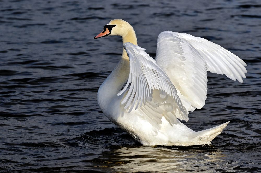 Фотография автора Антип