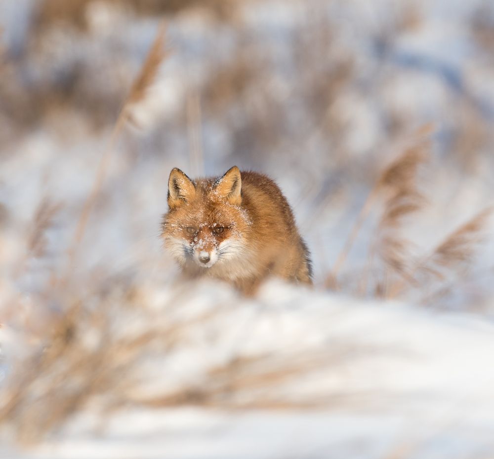 Photograph by Valerijs Bukovskis