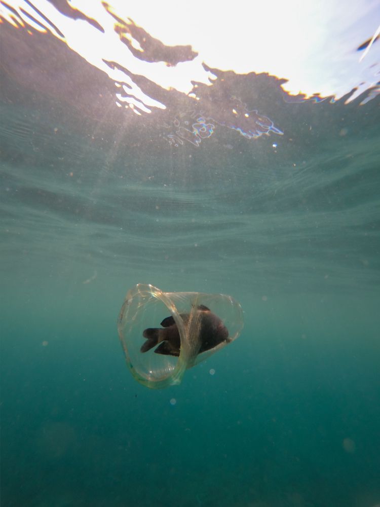 Terjebak di dalam sampah plastik