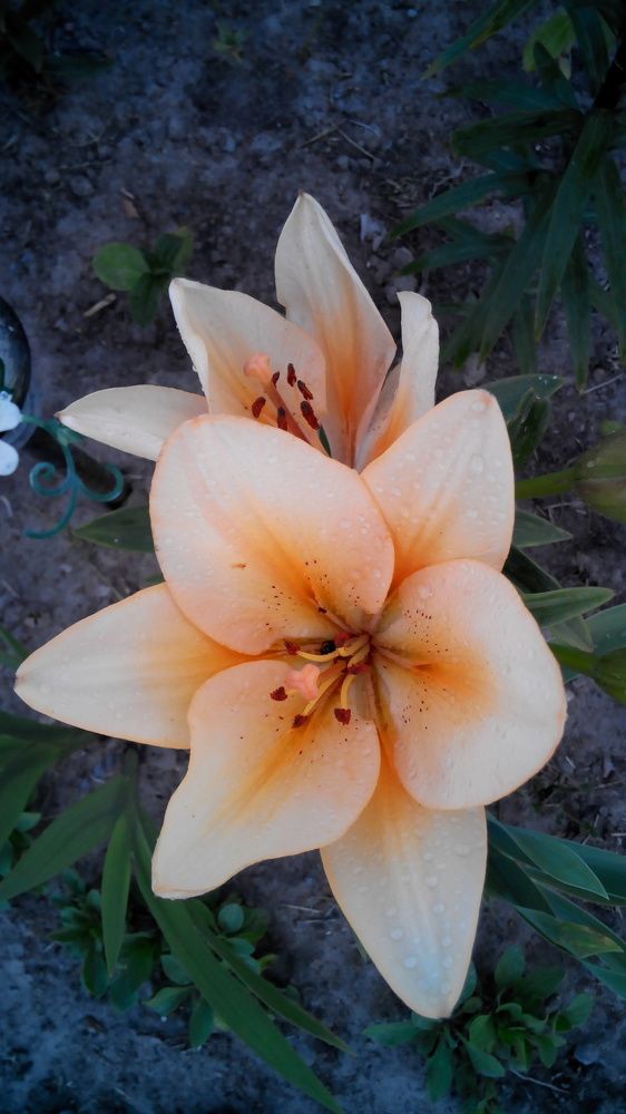 Photograph by Екатерина Познякова