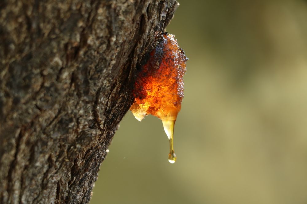 Photograph by Cengiz Yalcin