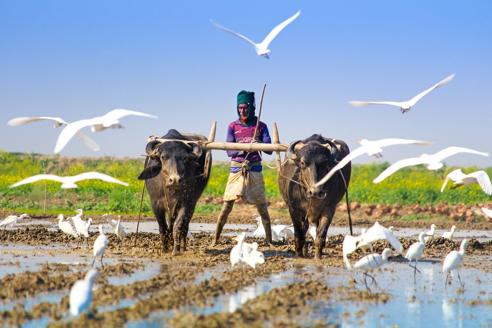 Photograph by Md. Tanvir Ahammad Emon