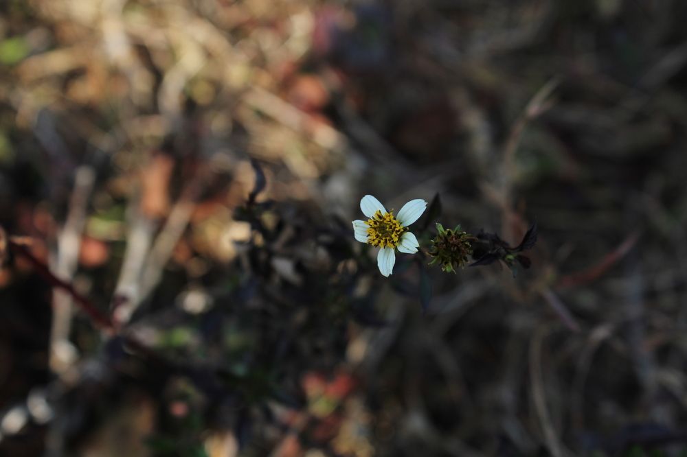 Фотография автора BIBEK chettri