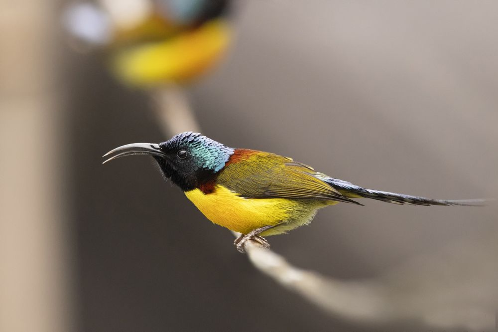Photograph by DR ARPIT BANSAL
