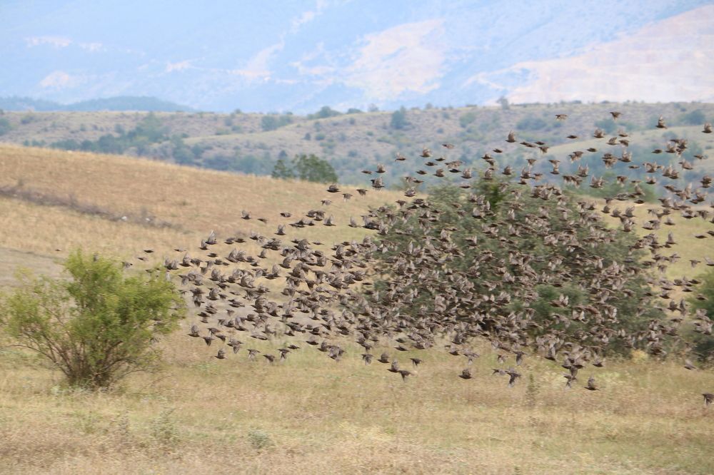 Photograph by Cengiz Yalcin