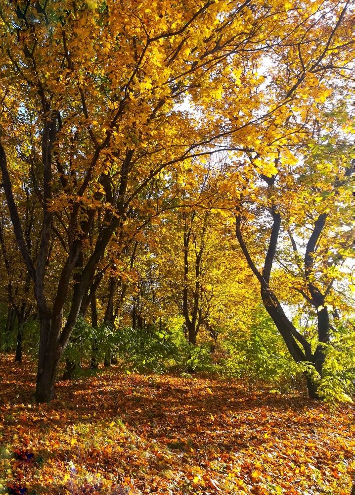 Фотография автора Olena Dyliurman