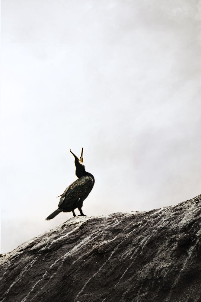 Photograph by NAVONILOY BHAUMIK