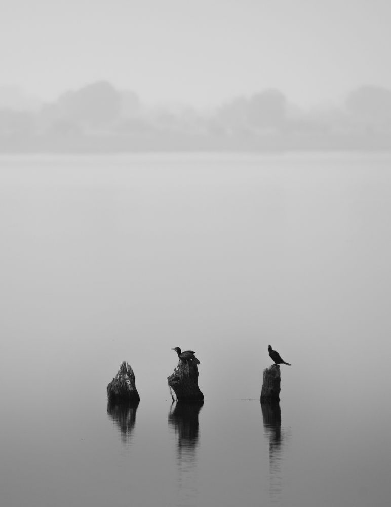 Photograph by NAVONILOY BHAUMIK