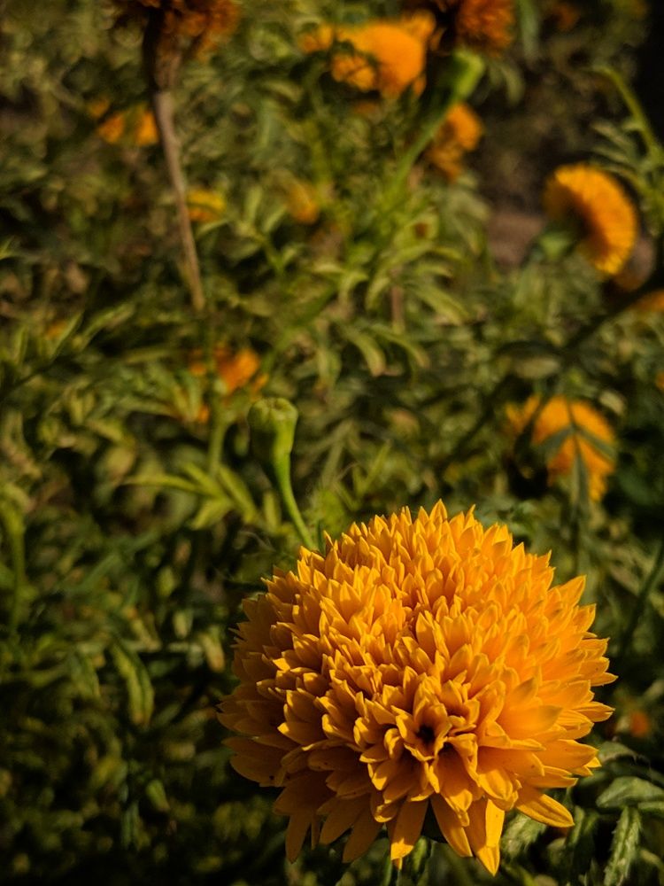 Photograph by MOSIKKEERAN M