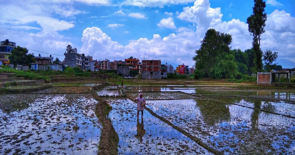 Paddy farming