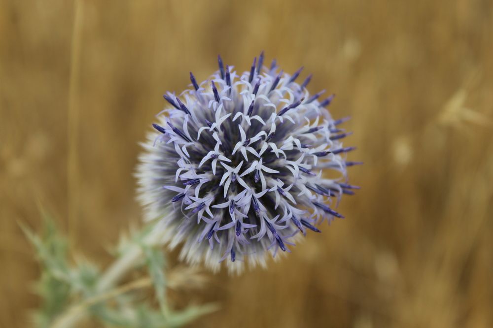 Photograph by Yordanka Vasileva