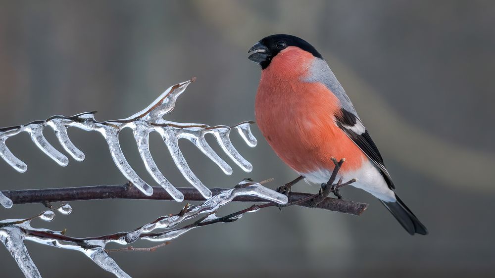 Photograph by Олег Колмаков