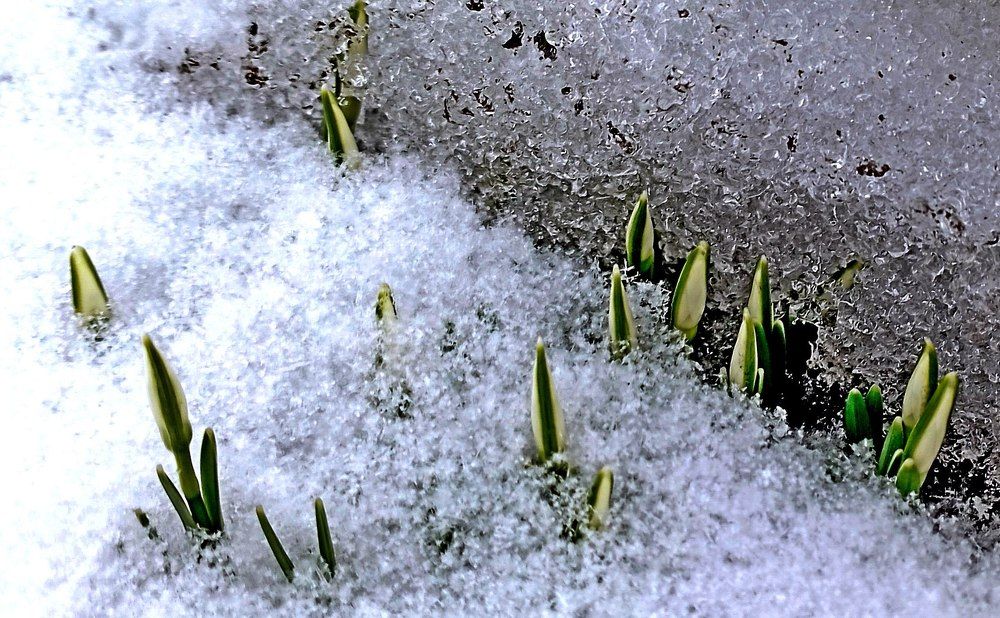 ПОДСНЕЖНИКИ