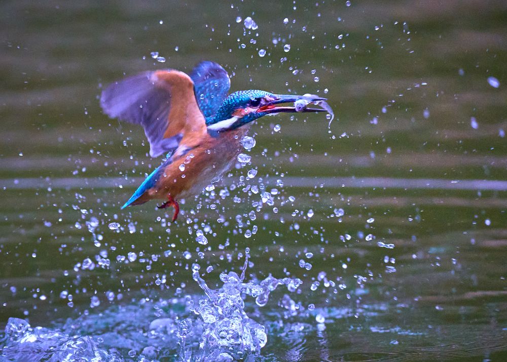 Фотография автора Maurice Leung