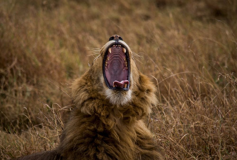 Photograph by Murad Rajabali Habib