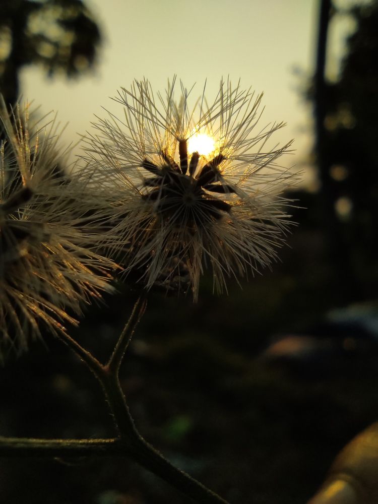 Photograph by Manoranjan Mallick