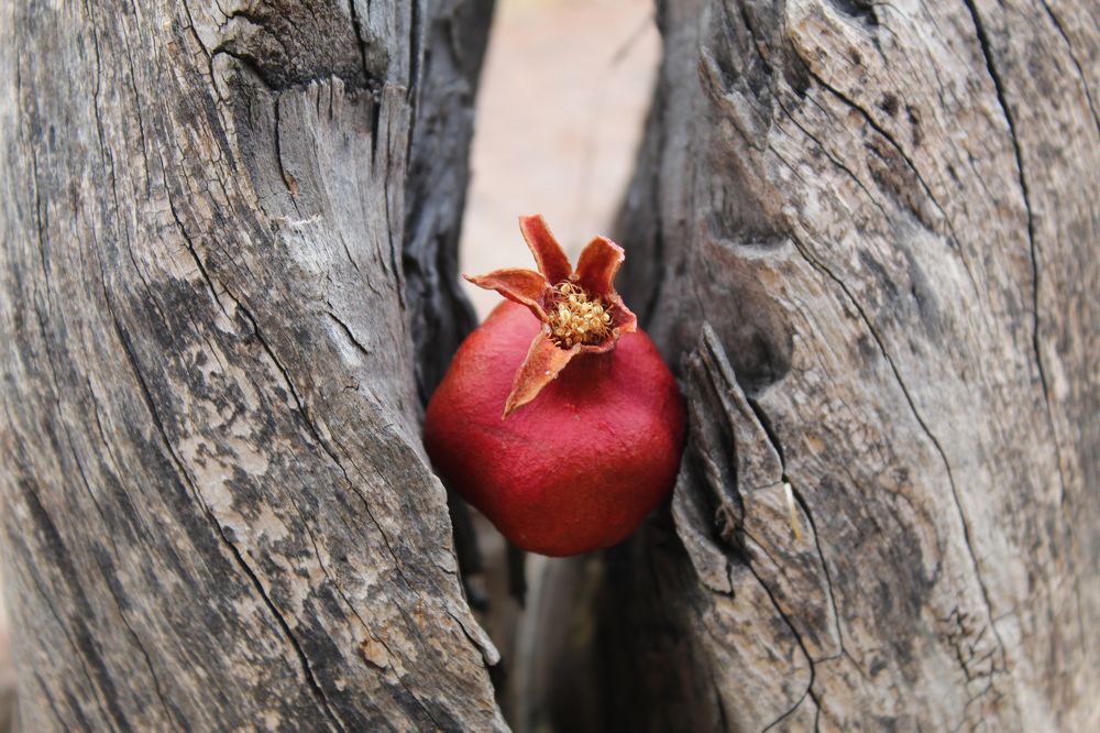 Photograph by Марина Нуриджанян