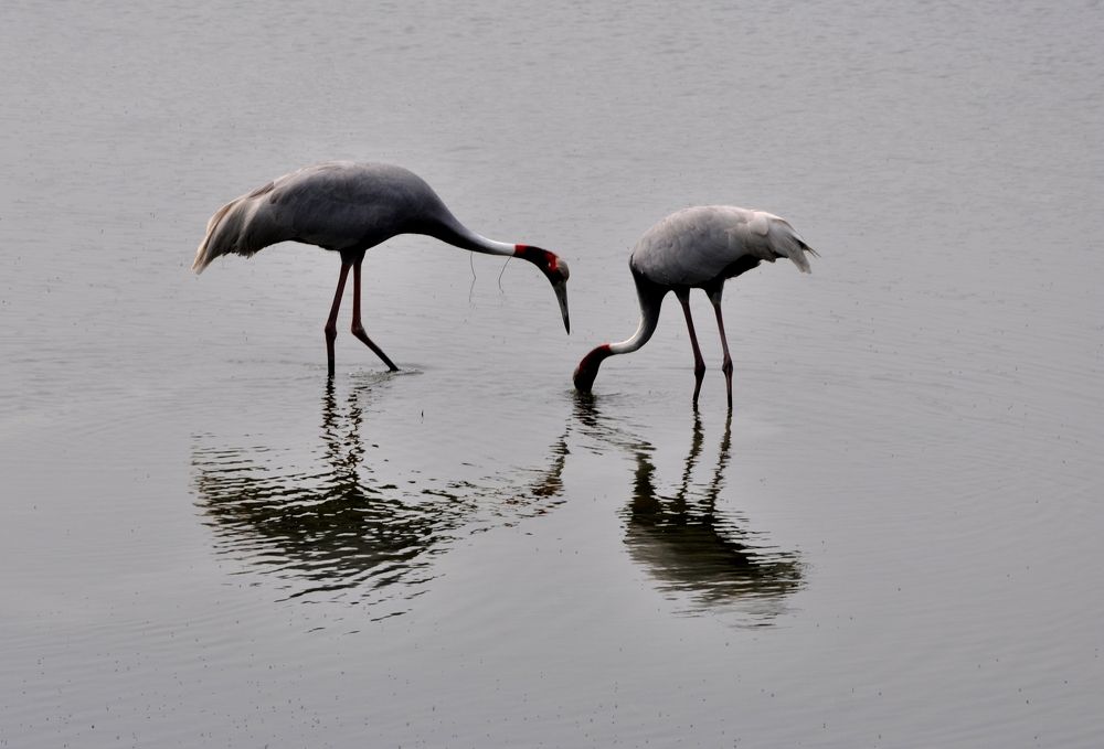 Photograph by SANDEEP KUMAR SHARMA SHARMA