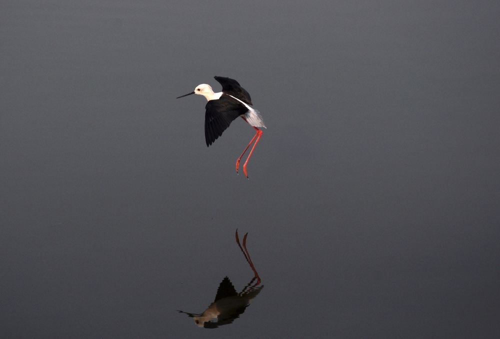 learn from the birds