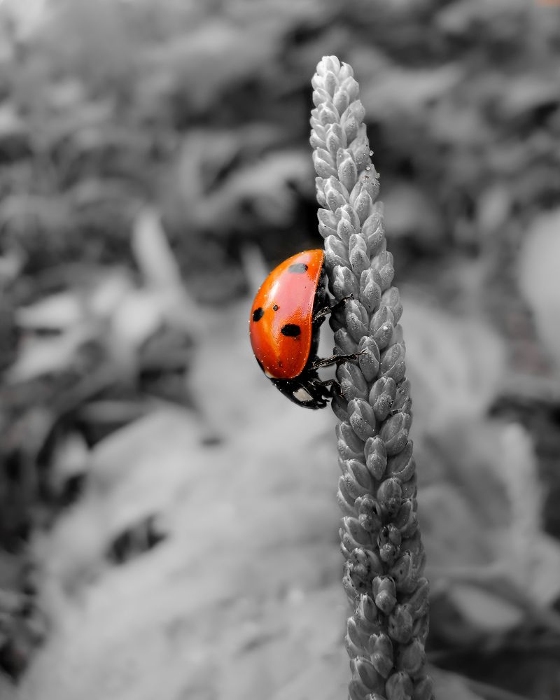 Фотография автора Дмитрий