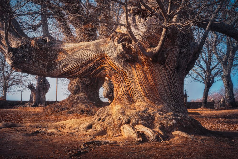 Photograph by Alberto Alonso