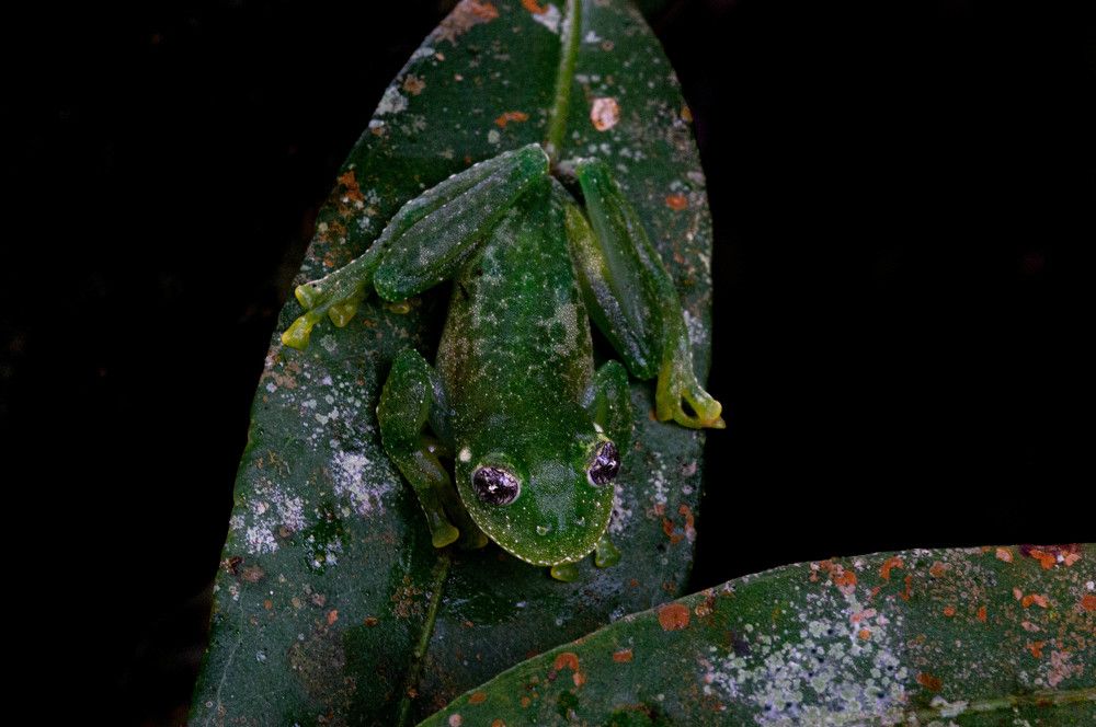 In the middle of the atlantic forest brazil
