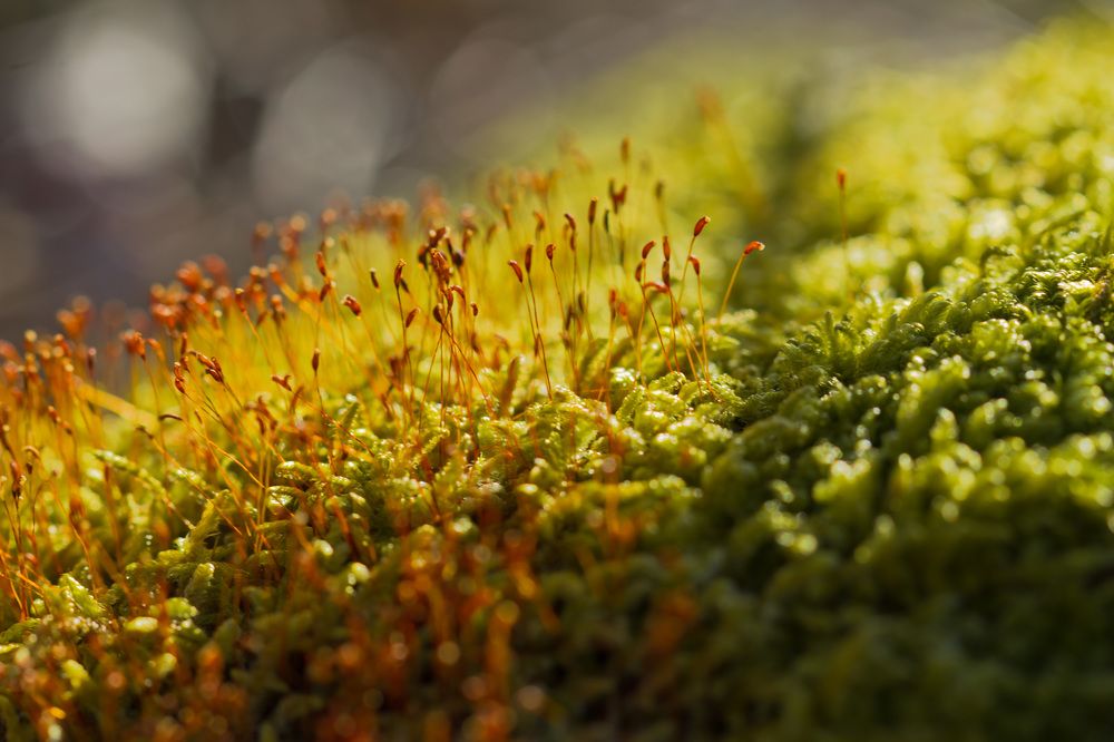 Photograph by Ольга Багрова