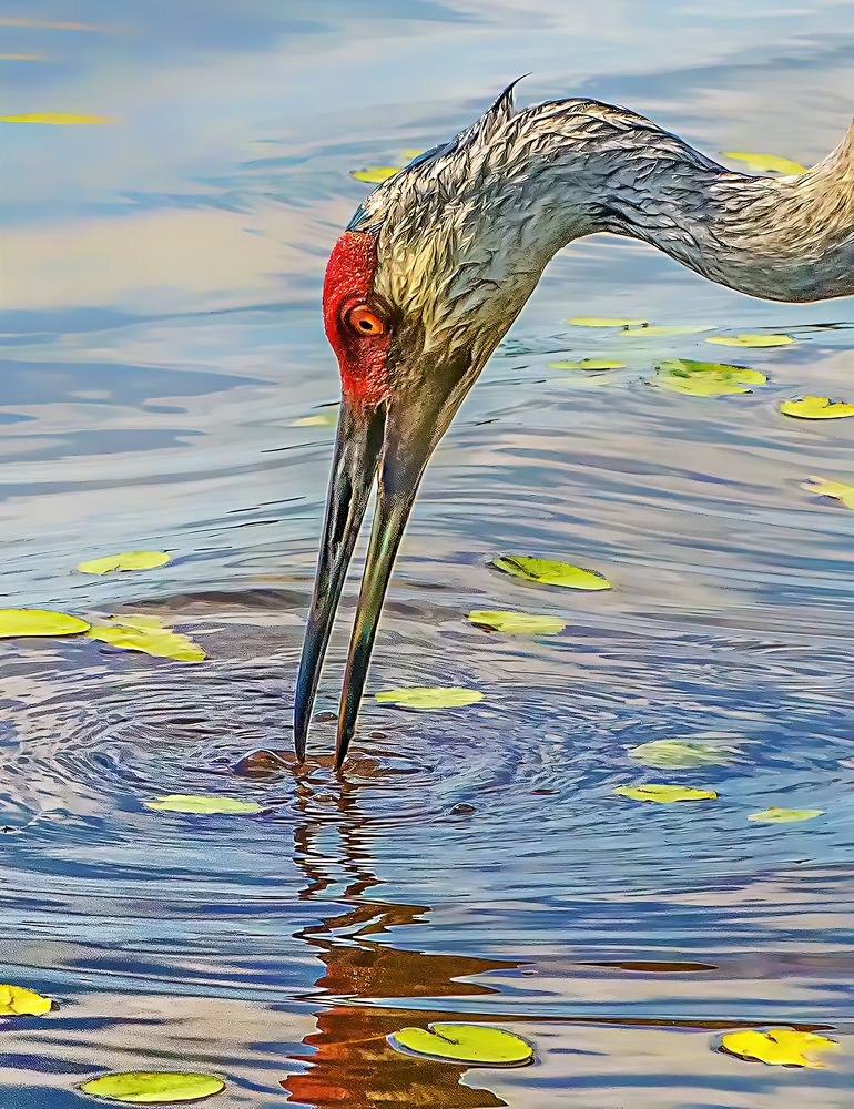 Photograph by Joe Saladino