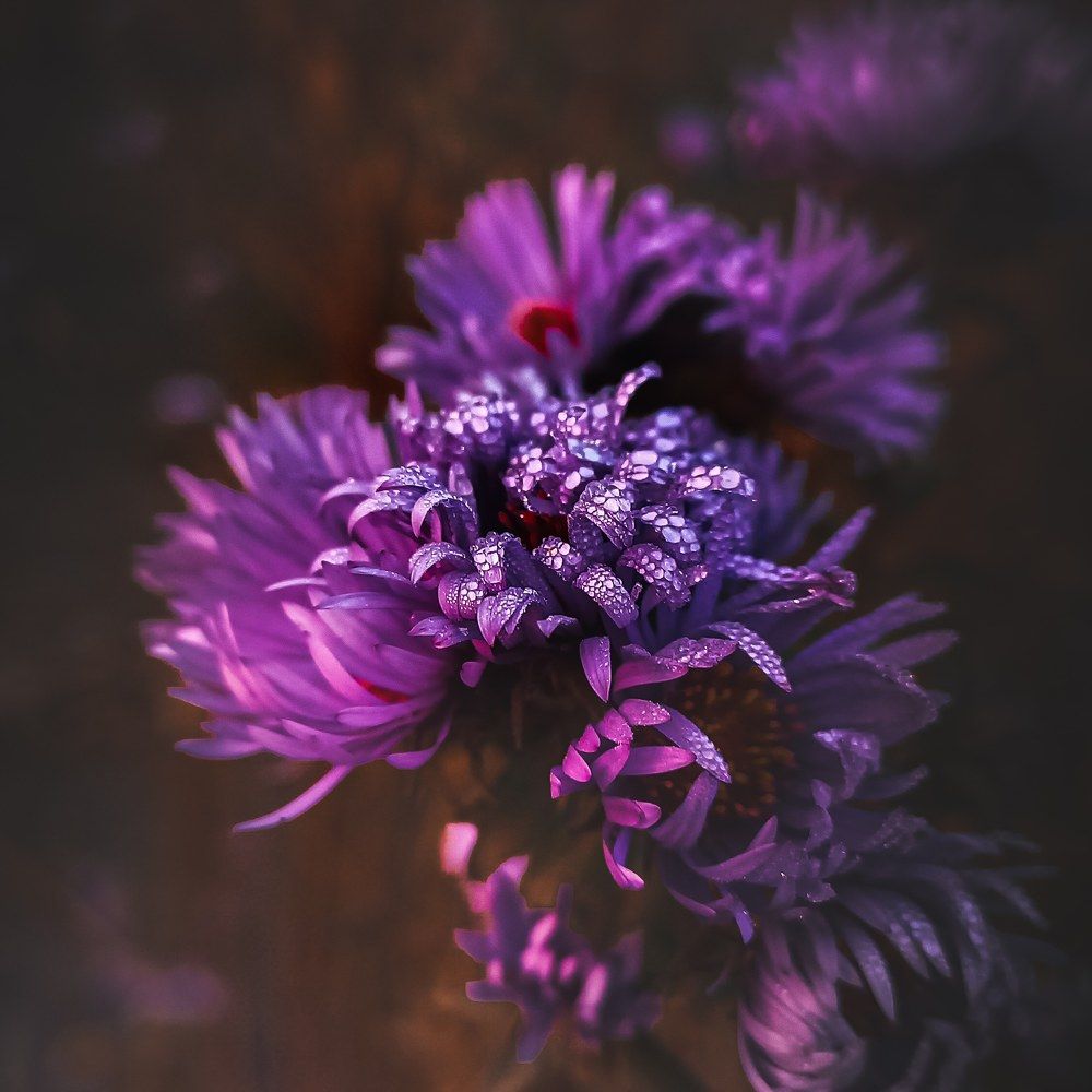 Фиолетовые фантазии