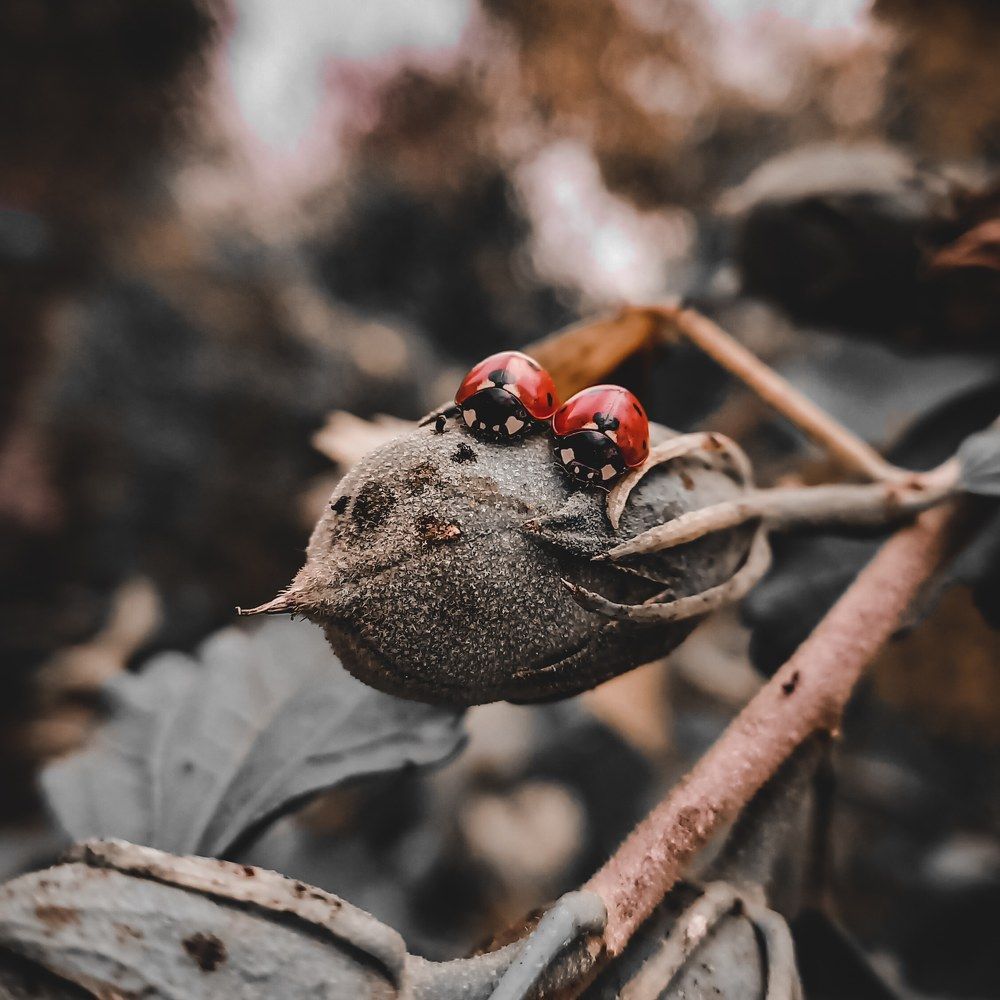 У цветов есть глаза ?