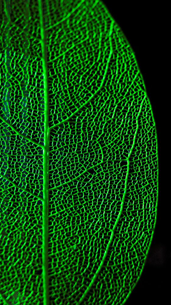 Скелетированный листик