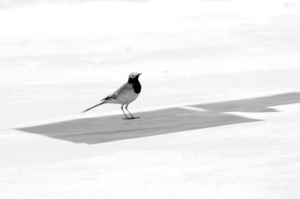 Photograph by MAHMOUD AKBAR