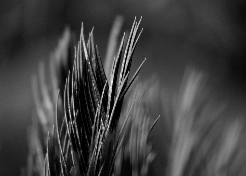 Photograph by MAHMOUD AKBAR