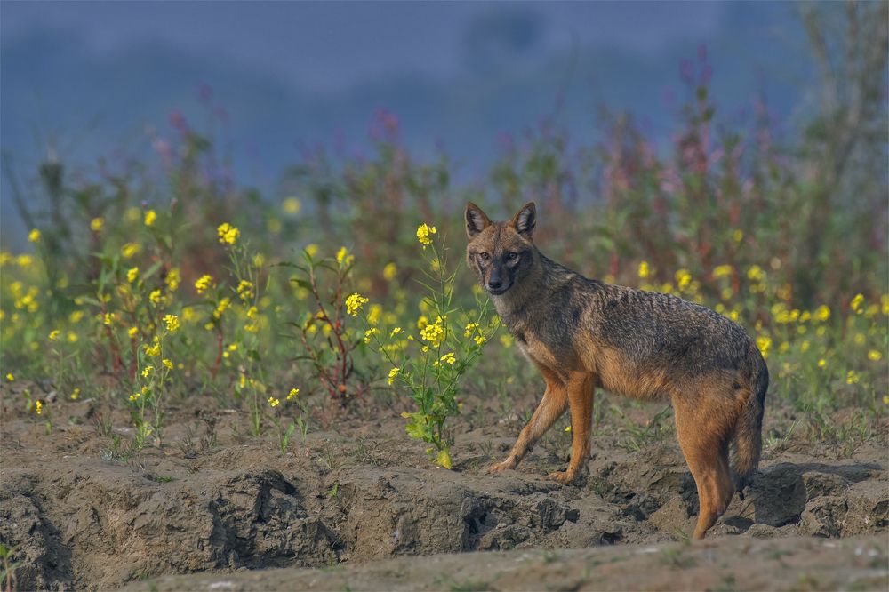 Photograph by Souvick Mukherjee