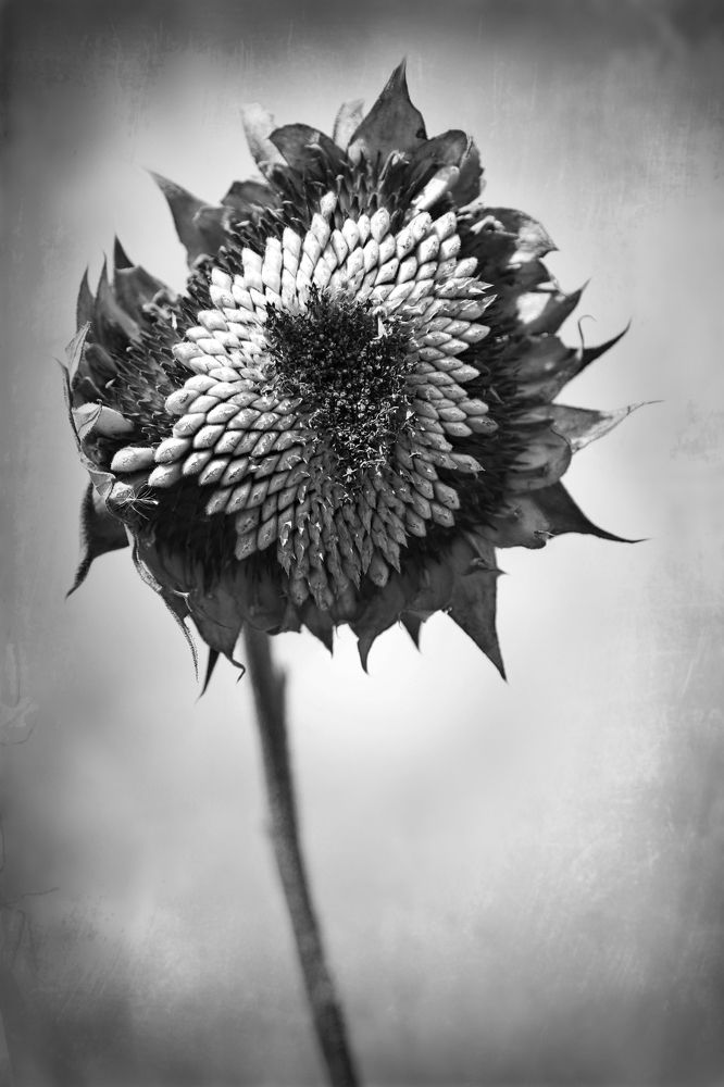 Photograph by Гагик Мхитарян