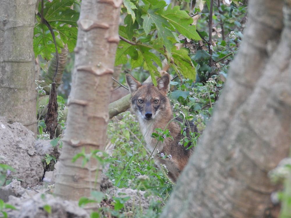 Photograph by Al Mamun Abdullah
