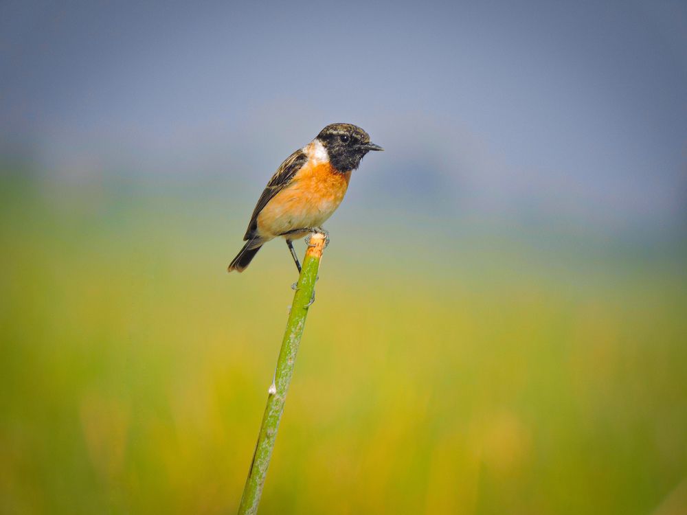 Photograph by Rahul Meani