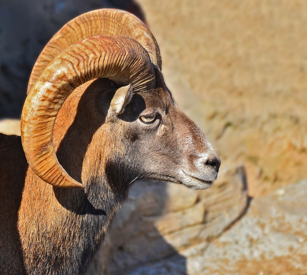 Фотография автора Антип