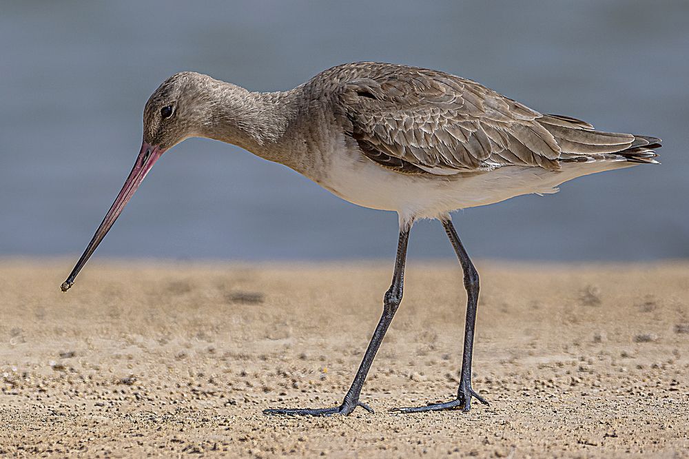 Bar-tailed godwit