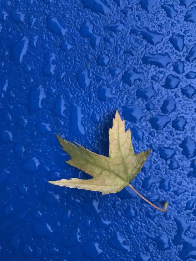 Photograph by Alena Vaganova