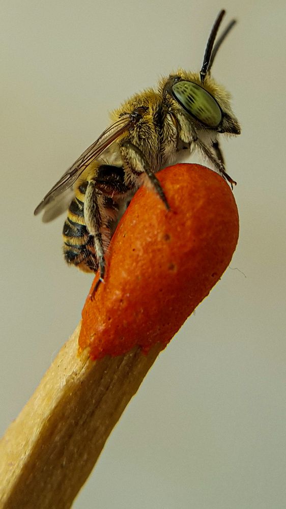 Photograph by Hosean Nasiri