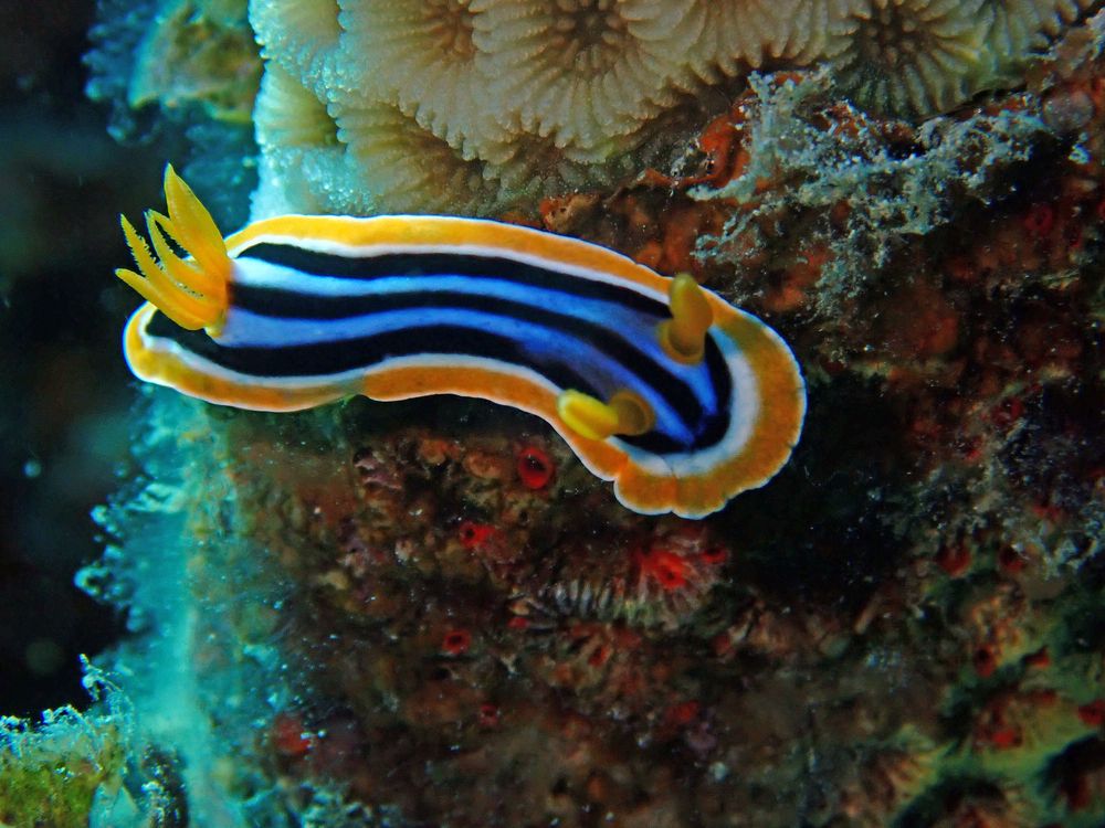 Четырехцветный хромодорис. Pyjama Slug (Chromodoris quadricolor)
