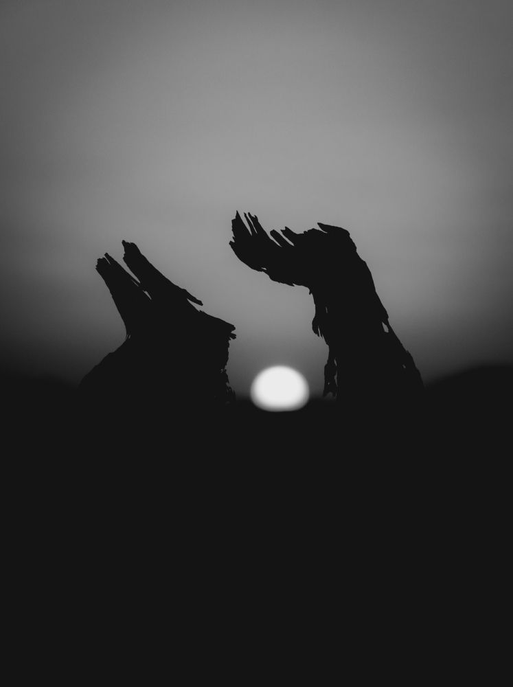 Anything looked at closely becomes wonderful