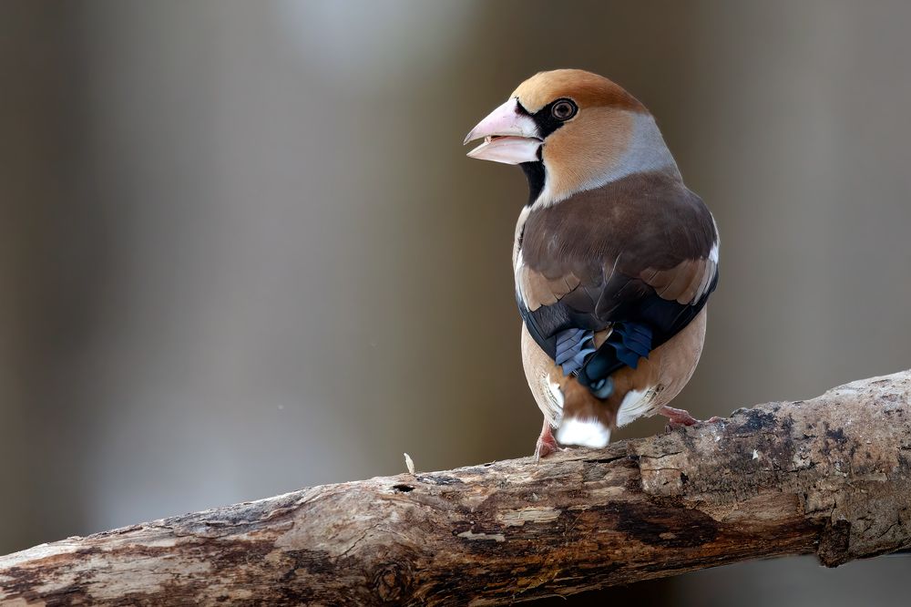 Photograph by Марат Кучкаев